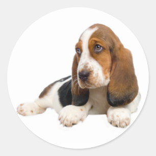 Hello Basset Hound Puppy Dog Sticker / Label