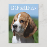 Hello Beagle Puppy Dog Greeting Post Card