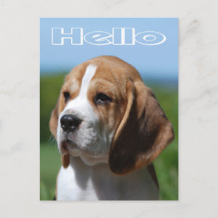 Hello Beagle Puppy Dog Greeting Post Card