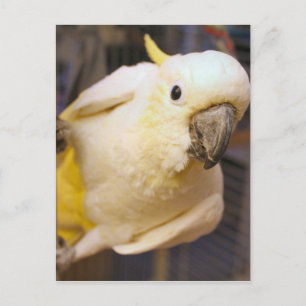 Hello Bella Postcard