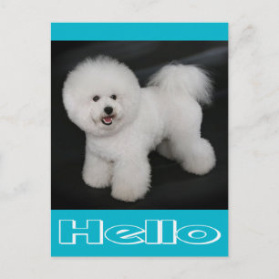 Hello Bichon Frise Puppy Dog Blank Post Card