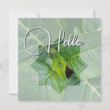 Hello birth welcome greeting green