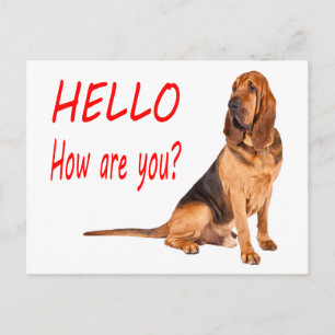Hello Bloodhound Puppy Dog Blank Greeting Postcard