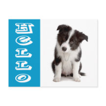 Hello Border Collie Puppy Dog Blue