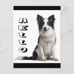 Hello Border Collie Puppy Dog Graphic Post Card