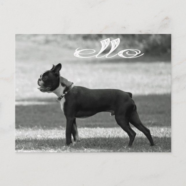 Hello Boston Terrier Puppy Dog Greeting Post Card (Front)