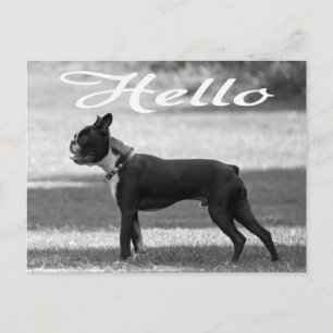 Hello Boston Terrier Puppy Dog Greeting Post Card
