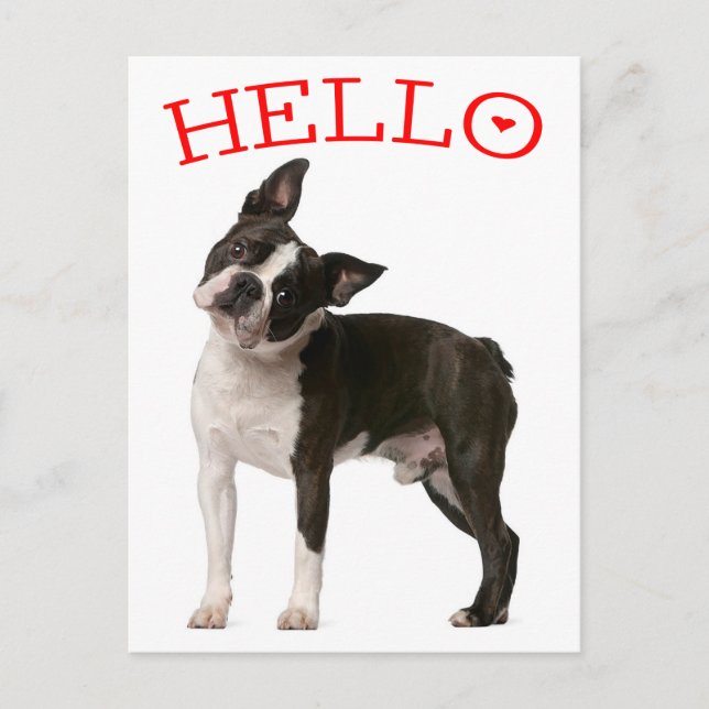Hello Boston Terrier Puppy Dog Red Thinking of You Postcard (Front)