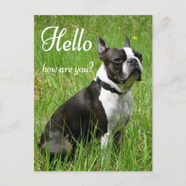 Hello Boston Terrier Puppy Dog Thinking of You Postcard (Front)