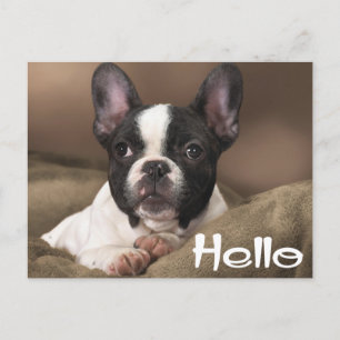 Hello Boston Terrier Puppy Dog Thinking of You Postcard