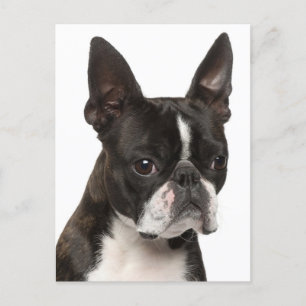 Hello Boston Terrier Puppy Dog Thinking of You Postcard