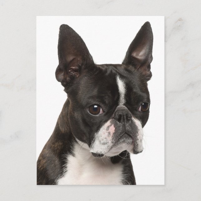 Hello Boston Terrier Puppy Dog Thinking of You Postcard (Front)