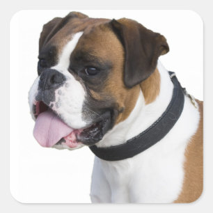 Hello Boxer Puppy Dog Brown And White Square Sticker