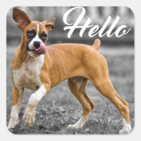 Hello Boxer Puppy Dog Greeting