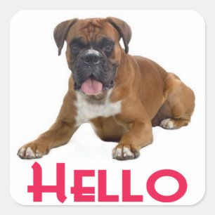 Hello Boxer Puppy Dog Greeting Sticker