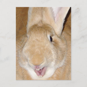 Hello bunny postcard