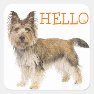 Hello Cairn Terrier Puppy Dog Greeting Stickers