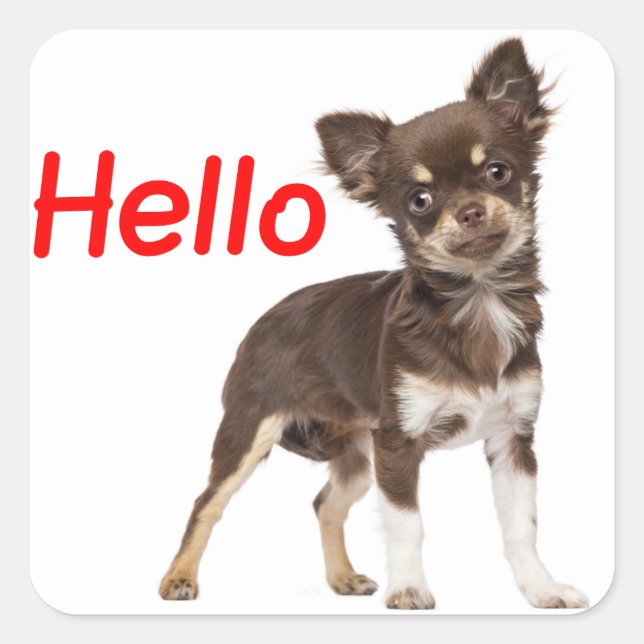 Hello Chihuahua Long Hair Puppy Dog Square Sticker (Front)