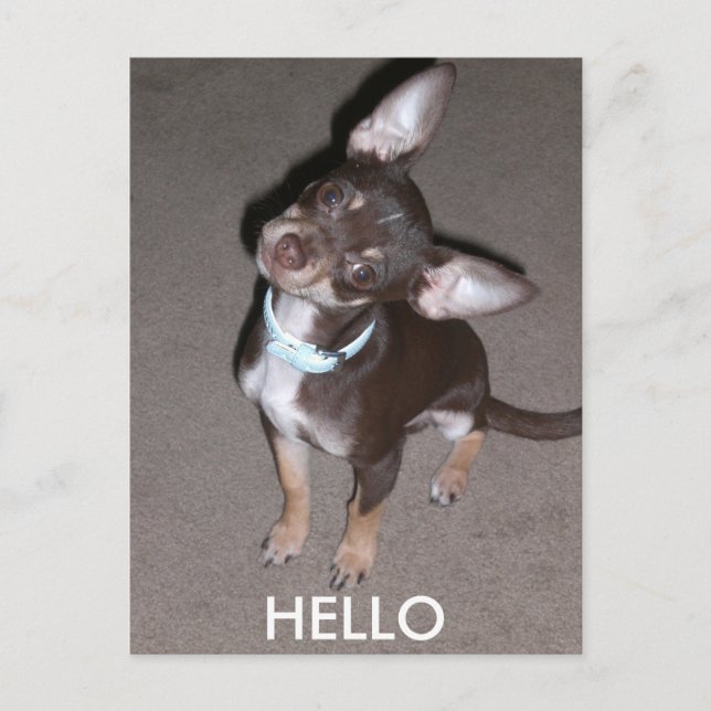 HELLO Chihuahua Postcard (Front)