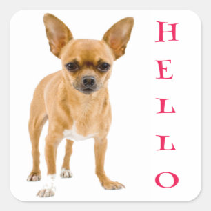 Hello Chihuahua Puppy Dog Greeting Stickers