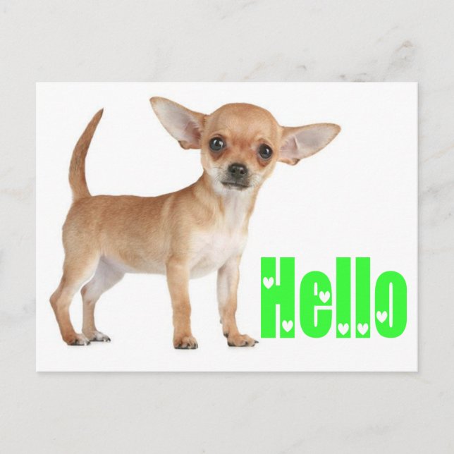Hello Chihuahua Puppy Dog Post Card (Front)
