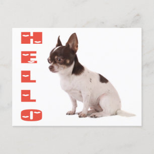 Hello Chihuahua Puppy Dog Post Card