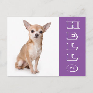 Hello Chihuahua Puppy Dog Post Card