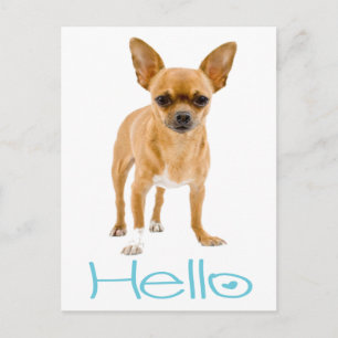 Hello Chihuahua Puppy Dog Post Card