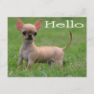 Hello Chihuahua Puppy Dog Post Card
