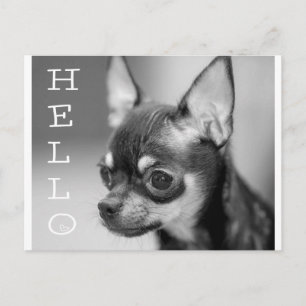 Hello Chihuahua Puppy Dog Post Card
