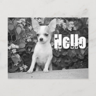 Hello Chihuahua Puppy Dog Post Card