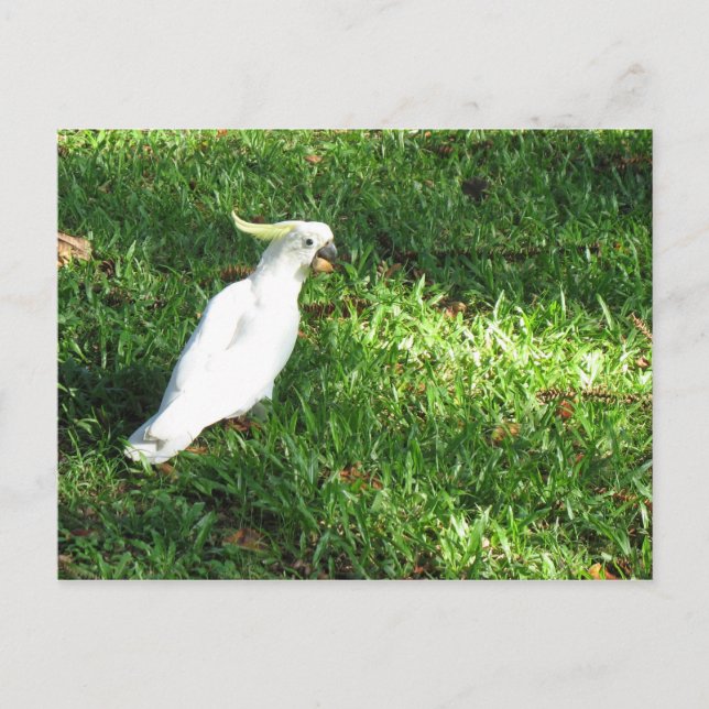 Hello Cocky Postcard (Front)