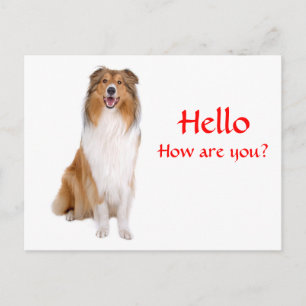 Hello Collie Puppy Dog Greeting Postcard