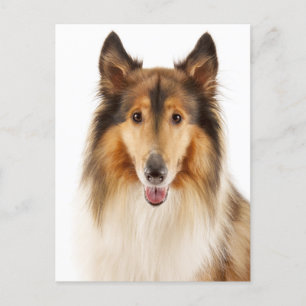 Hello Collie Puppy Dog Post Card
