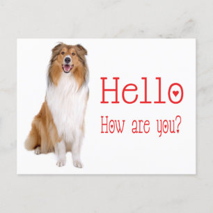 Hello Collie Puppy Dog Thinking of You Postcard