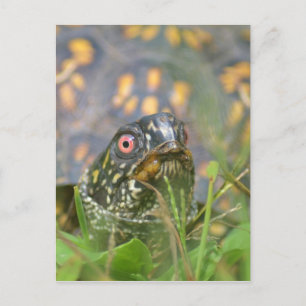 Hello! Curious Turtle Postcard