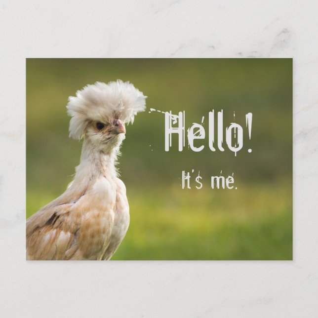 Hello Custom Message Polish Chicken Postcard (Front)
