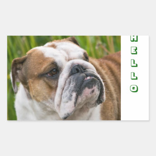 Hello Cute English Bulldog Greeting Stickers