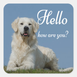 Hello Cute Puppy Dog Lover Golden Retriever Square Sticker