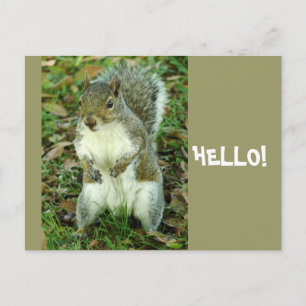 Hello, Cute standing squirrel Postcard