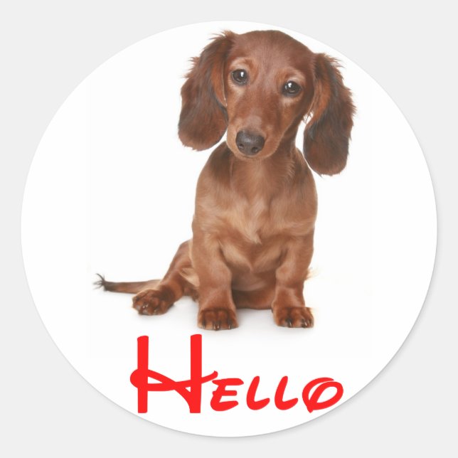 Hello Dachshund Puppy Dog Sticker / Label (Front)
