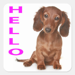 Hello Dachshund Puppy Dog Sticker / Seal