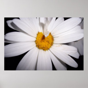 Hello Daisy Poster