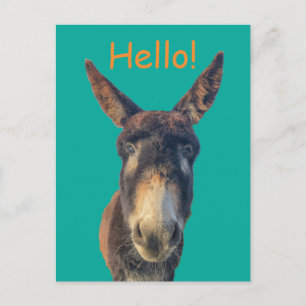 Hello Donkey Farm Animal Postcard