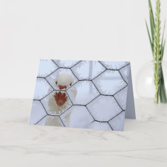 Hello! Duck behind frosted fence secular Christmas Card (Front)