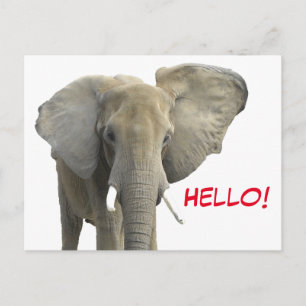Hello Elephant Safari Animal Postcard