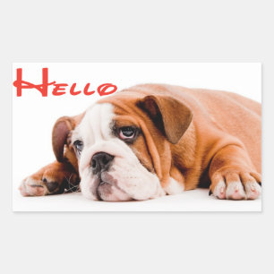 Hello English Bulldog Puppy Dog Sticker / Label