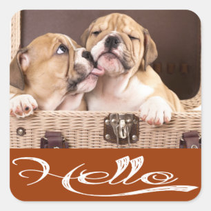 Hello English Bulldog Puppy Dog Sticker / Seal