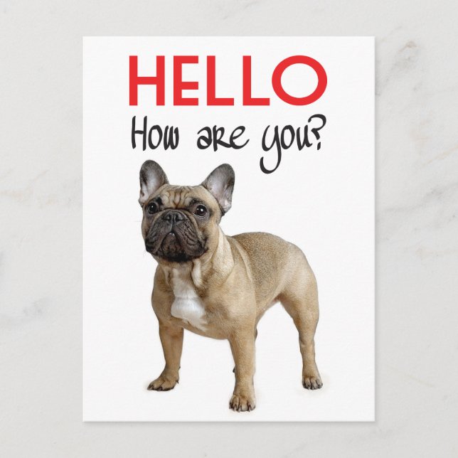 Hello French Bulldog Puppy Dog Post Card (Front)