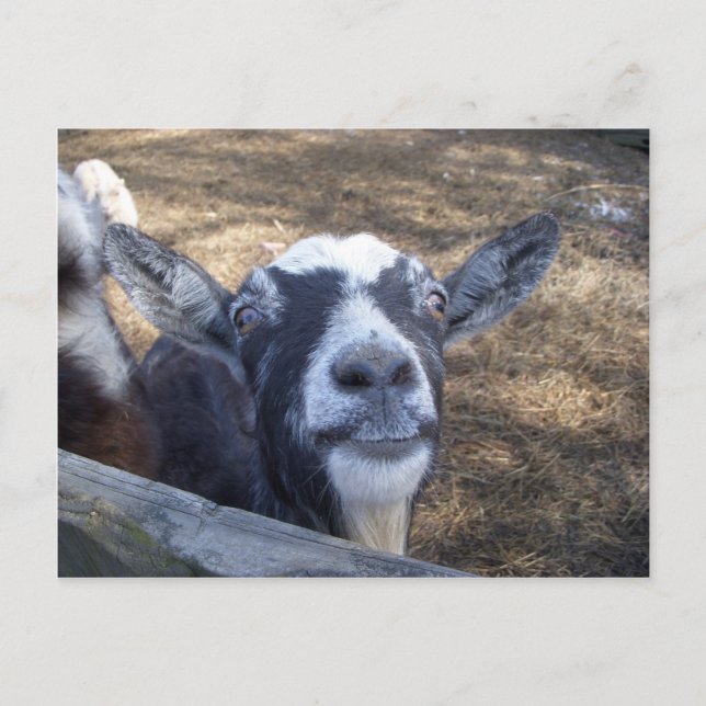 Hello Friendly Goat Postcard (Front)